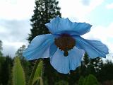 Blue Poppy 1 